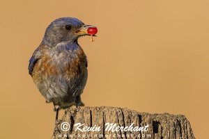 BLUEBIRDS-WESTERN