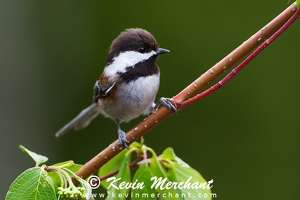 CHICKADEES