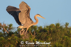 HERONS