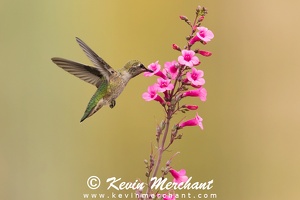 HUMMINGBIRDS