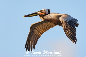 PELICANS