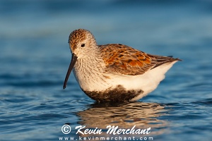 SHOREBIRDS