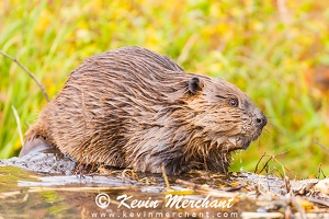 BEAVER