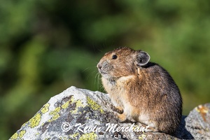 PIKA