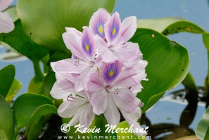 FL 041424 R7-3-FOCUS
