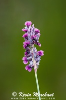 FL 041424 R7-32