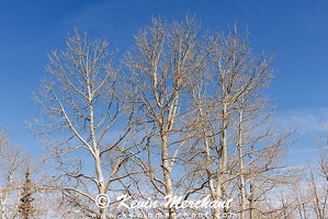 May_21_2025