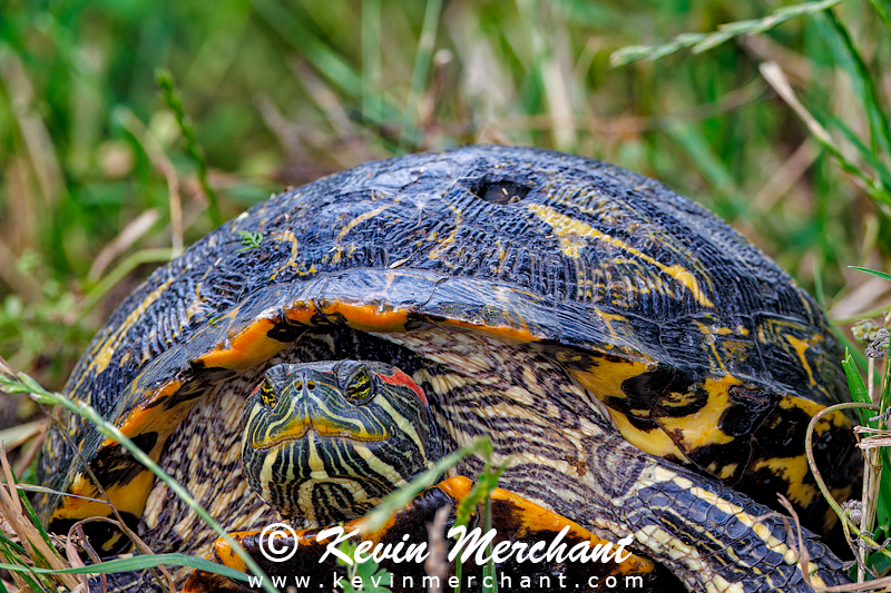 A_041424_R7-597-FOCUS.jpg