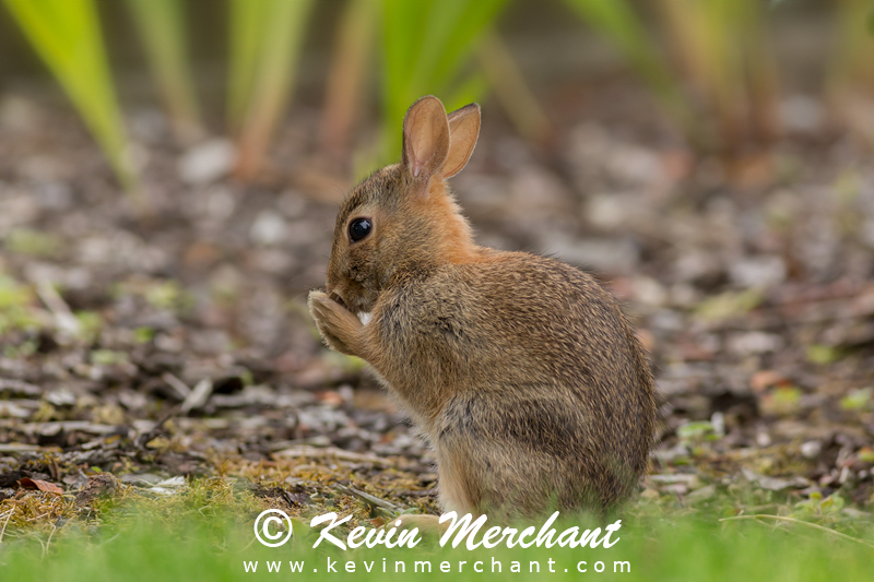 Baby bunny praying