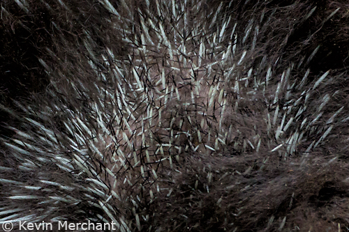 Back side of a young porcupine