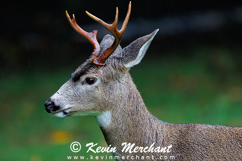 Black-tail buck