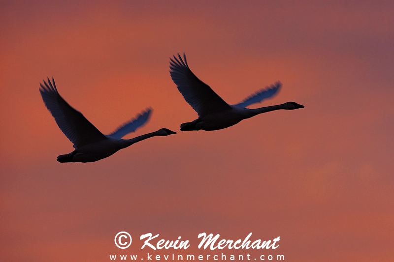 Trumpeter swans in flight