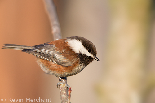 Chestnut-backed chickadee