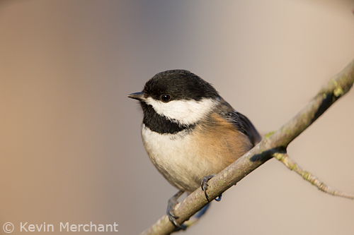 Black-capped chickadee