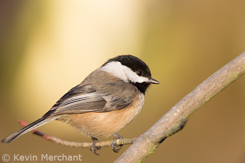 Black-capped chickadee