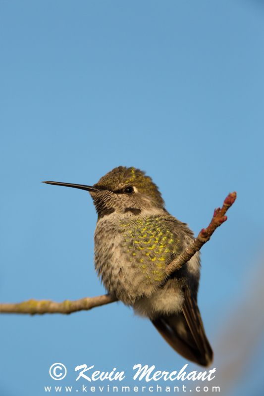 Female Anna's hummingbird