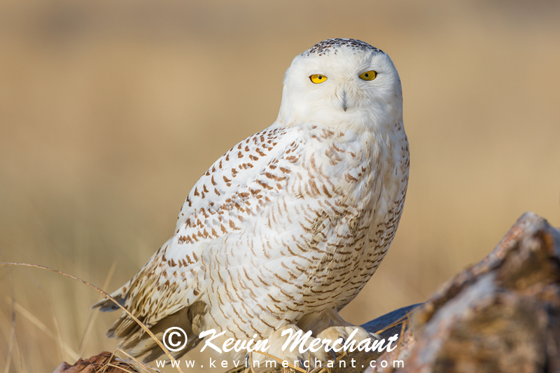 Snowy owl