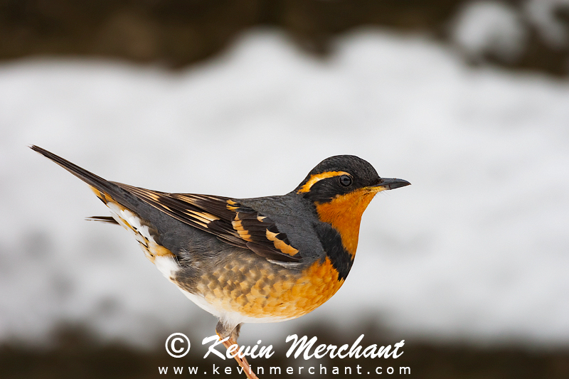 Varied thrush in snow