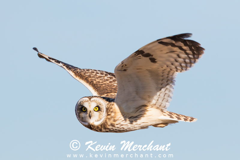 Short-eared owl