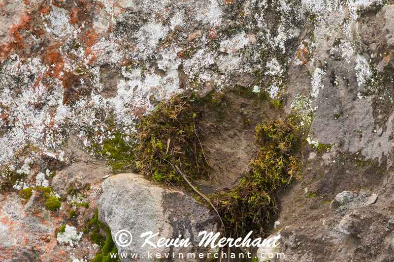 American dipper nest - February