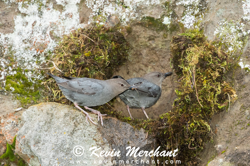 American dipper pair