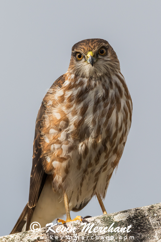 Sharp-shinned hawk