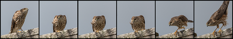 Sharp-shinned hawk