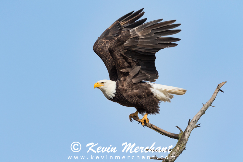 Bald eagle