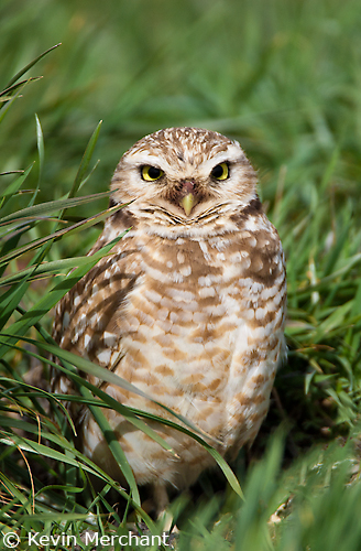 Burrowing owl