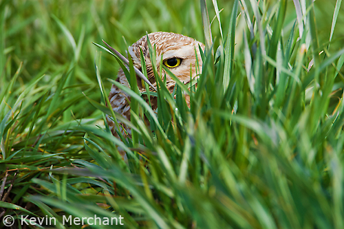 Burrowing owl