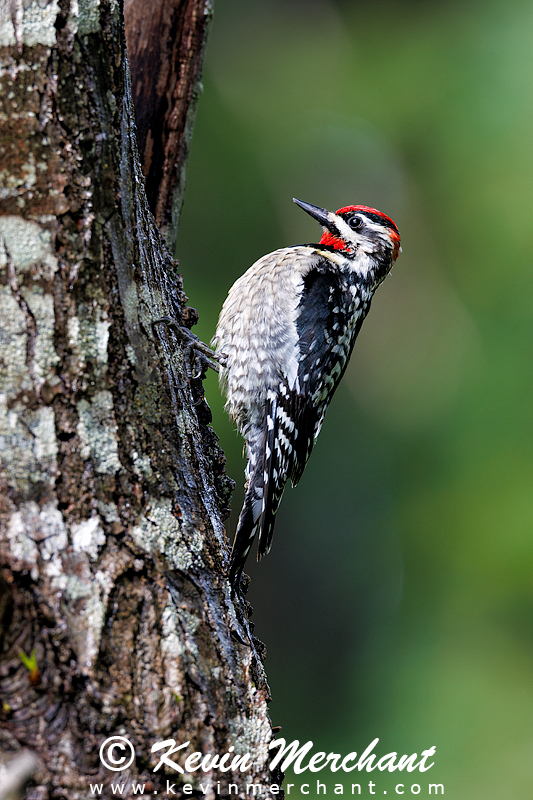 Red-naped sapsucker drilling sap wells