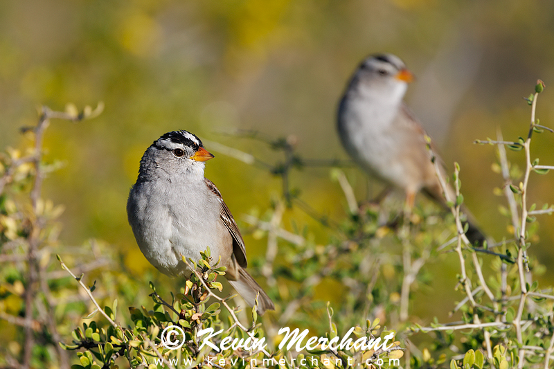 White-crowned sparrows
