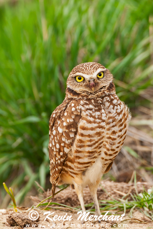 Female burrowing owl outside nest entrance