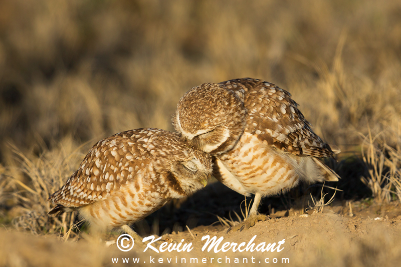 Burrowing owl pair