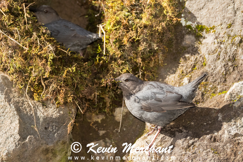 American dipper pair with nesting material