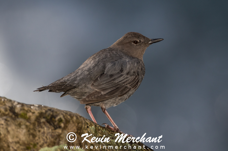 American dipper on rock