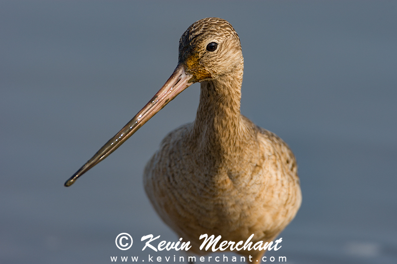 Marbled Godwit
