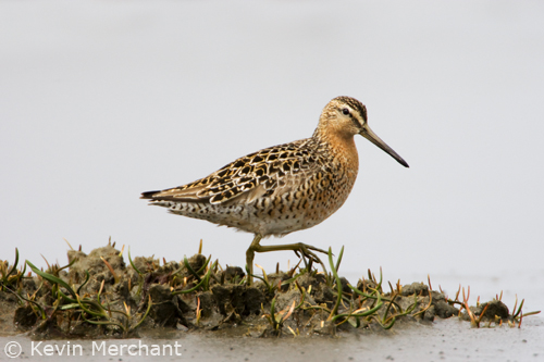 Short-billed Dowitcher