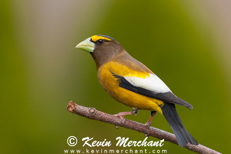 Male evening grosbeak