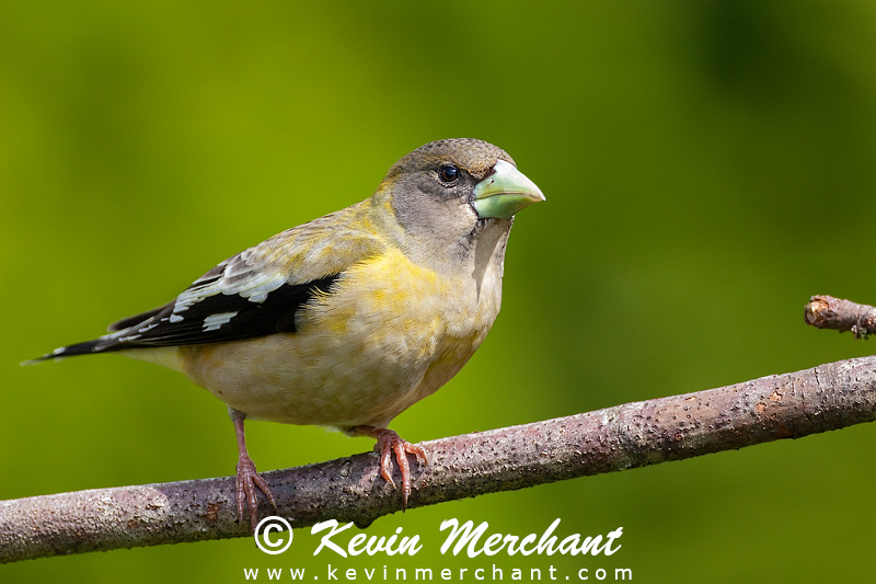 Female evening grosbeak