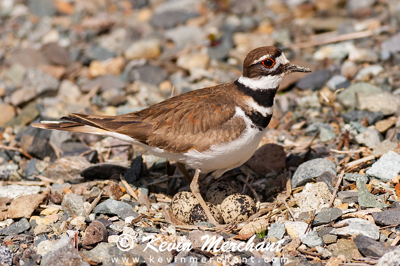 Female killdeer and eggs