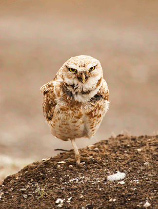 Male burrowing owl regurgitating pellet