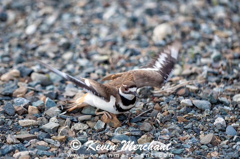 Female killdeer and the injured display