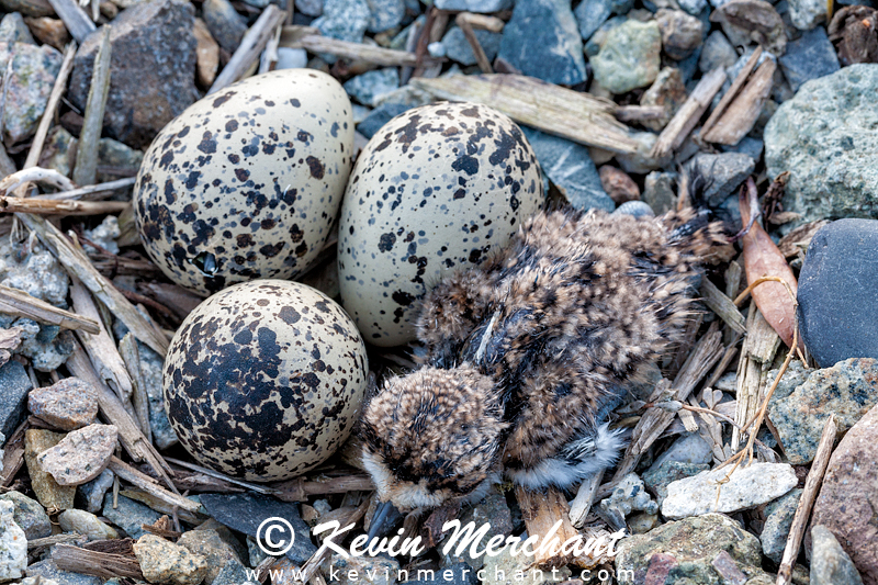 Killdeer chick and eggs