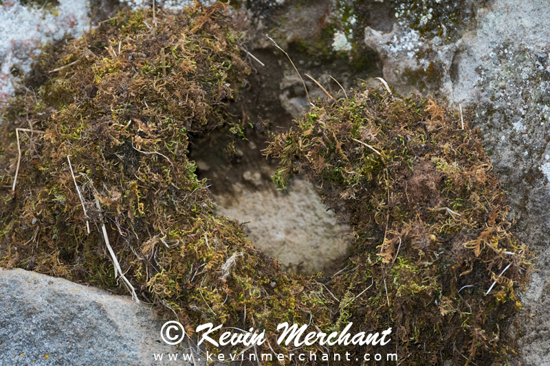 American dipper nest - May