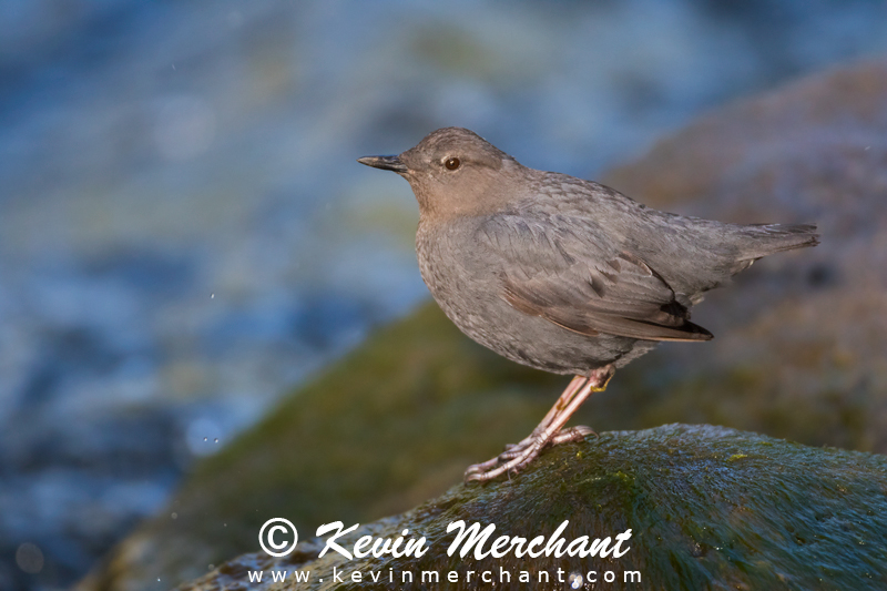 American dipper on rock