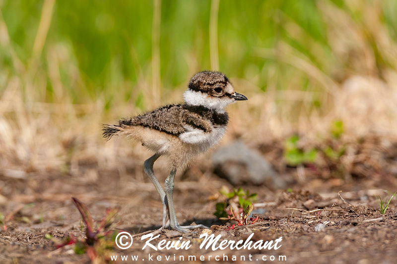 Killdeer chick