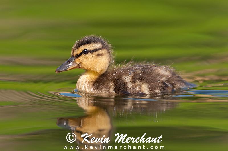 Mallard duckling