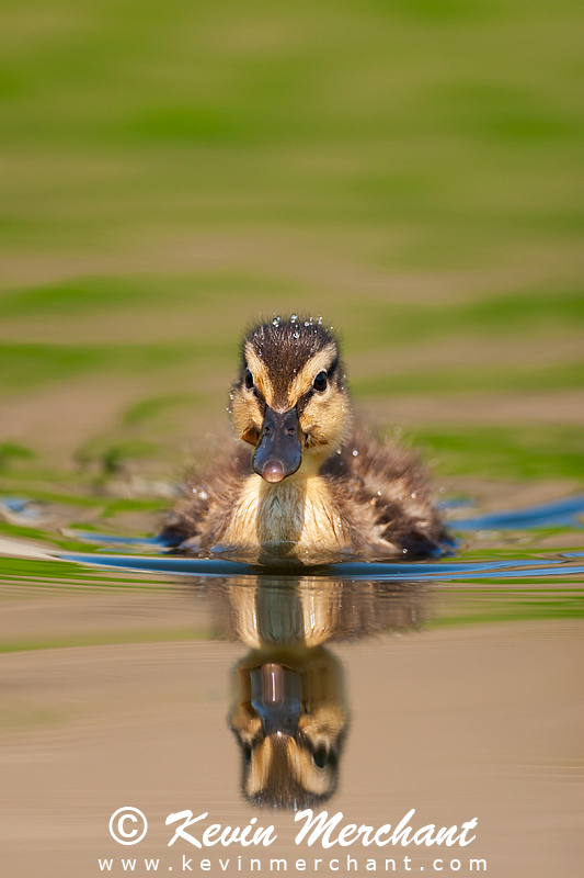 Mallard duckling