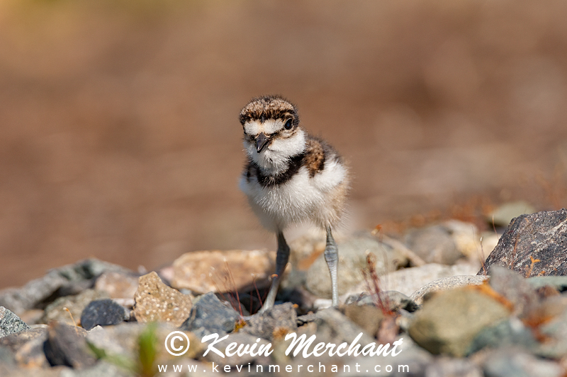 Killdeer chick